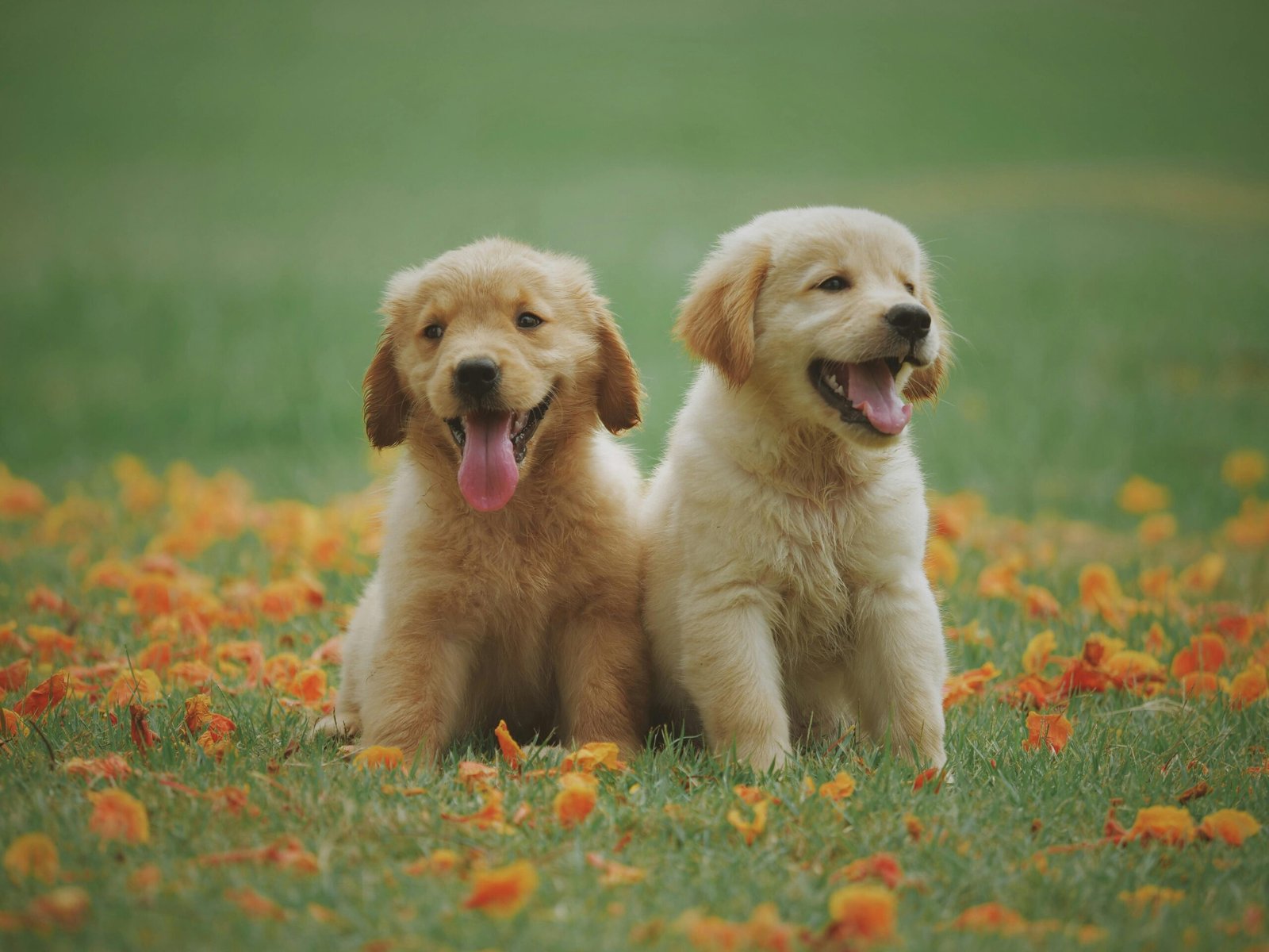 cute dogs